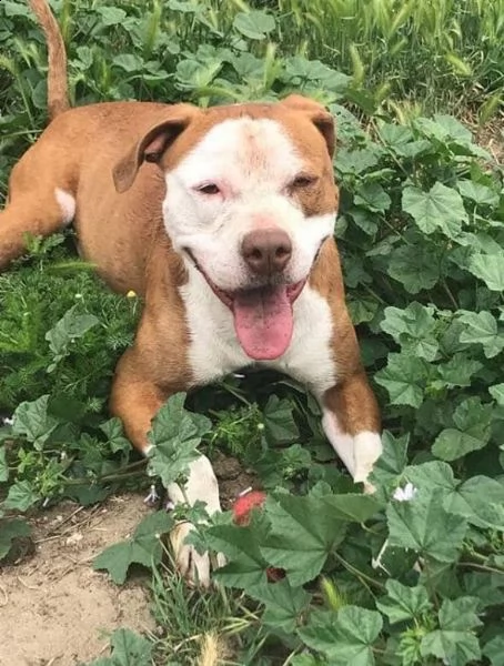 adozione del cuore! pit bull maschio 6 anni leo | Foto 0