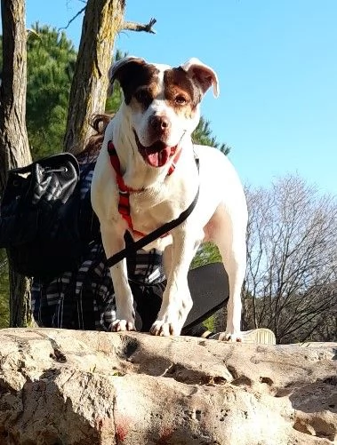 adozione del cuore! pit bull rumba 10 anni