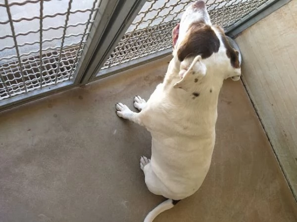 adozione del cuore! pit bull rumba 10 anni | Foto 1