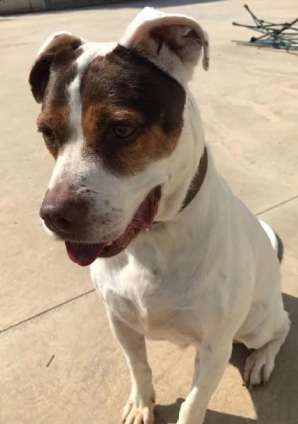 adozione del cuore! pit bull rumba 10 anni | Foto 0