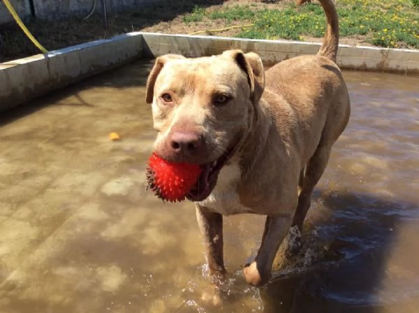 adozione del cuore! pit bull red nose maschio 6 anni rob
