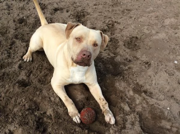 adozione del cuore! pit bull red nose maschio 6 anni rob | Foto 4