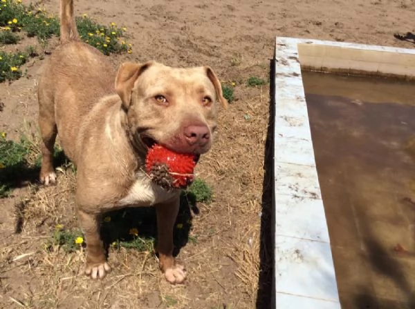 adozione del cuore! pit bull red nose maschio 6 anni rob | Foto 3