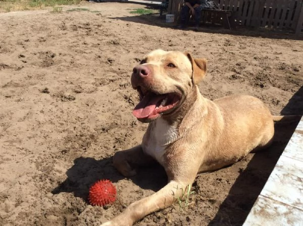 adozione del cuore! pit bull red nose maschio 6 anni rob | Foto 2