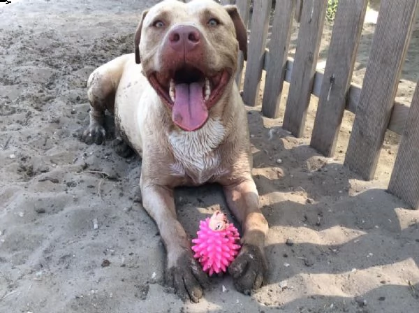 adozione del cuore! pit bull red nose maschio 6 anni rob | Foto 1