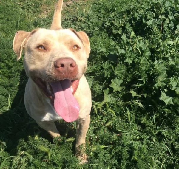 adozione del cuore! pit bull red nose maschio 6 anni rob | Foto 0