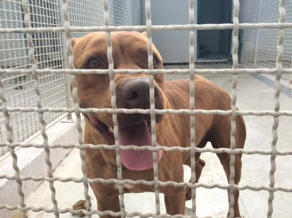 condannato all'ergastolo! pit bull 8 anni tyson.