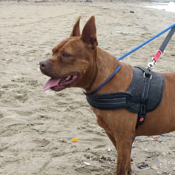 condannato all'ergastolo! pit bull 8 anni tyson. | Foto 2