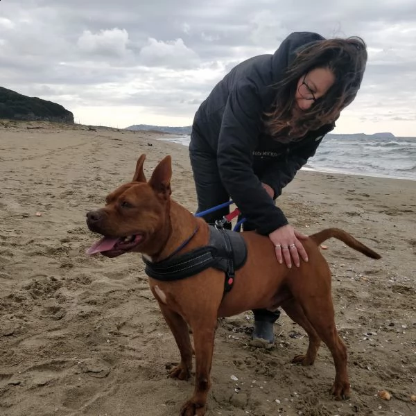 condannato all'ergastolo! pit bull 8 anni tyson. | Foto 1