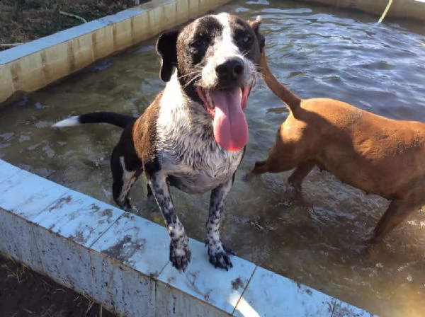 incrocio pit bull 4 anni zac in adozione!