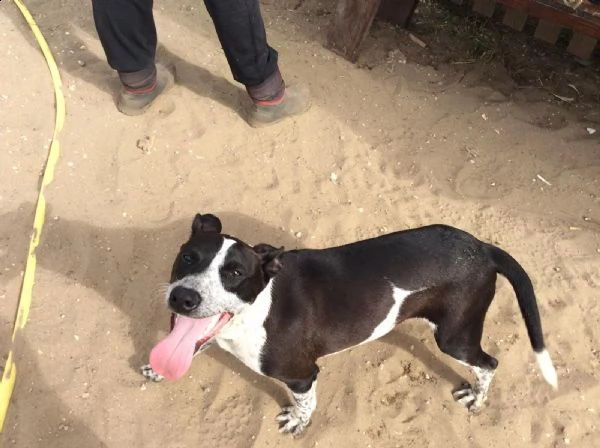 incrocio pit bull 4 anni zac in adozione! | Foto 6