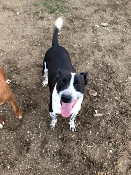 incrocio pit bull 4 anni zac in adozione! | Foto 5