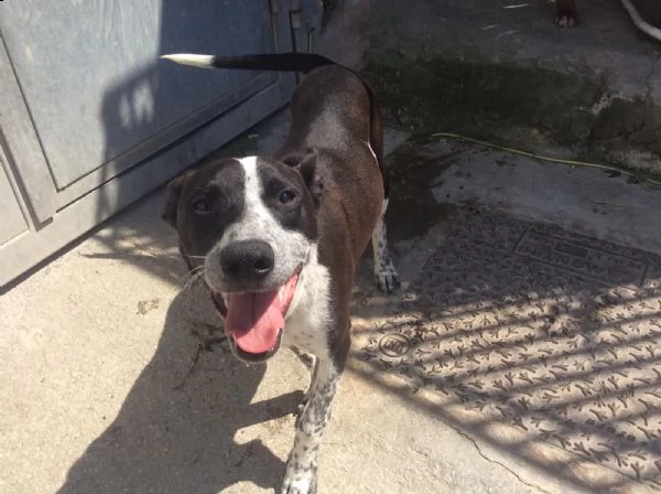 incrocio pit bull 4 anni zac in adozione! | Foto 4