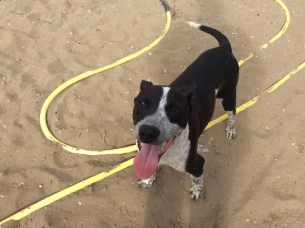 incrocio pit bull 4 anni zac in adozione! | Foto 3