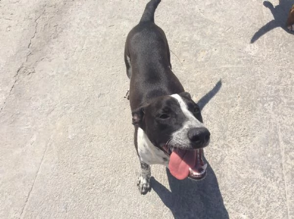 incrocio pit bull 4 anni zac in adozione! | Foto 2