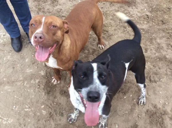 incrocio pit bull 4 anni zac in adozione! | Foto 1
