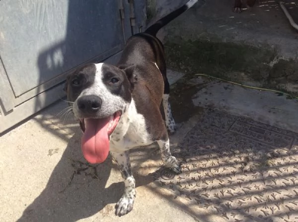 incrocio pit bull 4 anni zac in adozione! | Foto 0