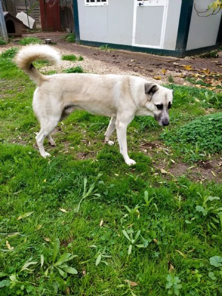 adozione del cuore! meticcio maschio 5 anni zeus | Foto 1