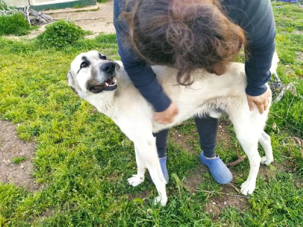 adozione del cuore! meticcio maschio 5 anni zeus | Foto 0