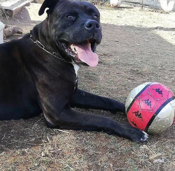 adozione del cuore! corso/pit bull maschio 5 anni king