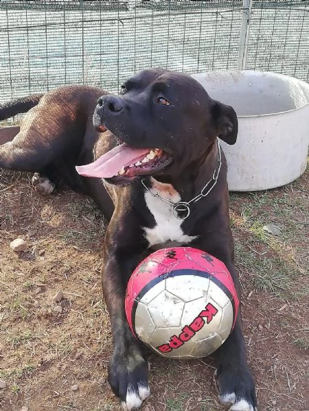 adozione del cuore! corso/pit bull maschio 5 anni king | Foto 4