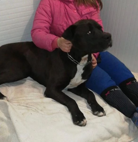 adozione del cuore! corso/pit bull maschio 5 anni king | Foto 3