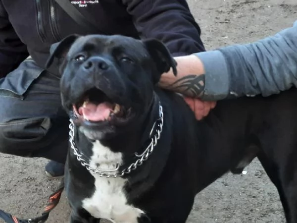 adozione del cuore! corso/pit bull maschio 5 anni king | Foto 2