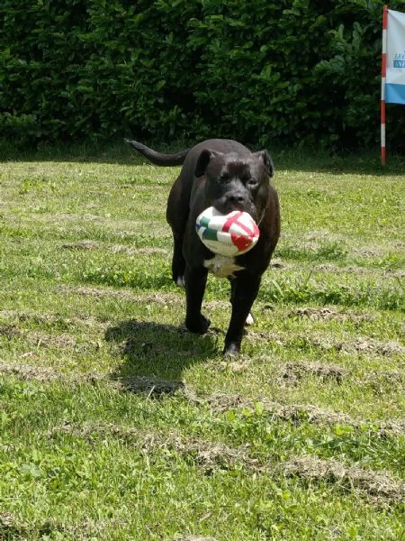 adozione del cuore! corso/pit bull maschio 5 anni king | Foto 1