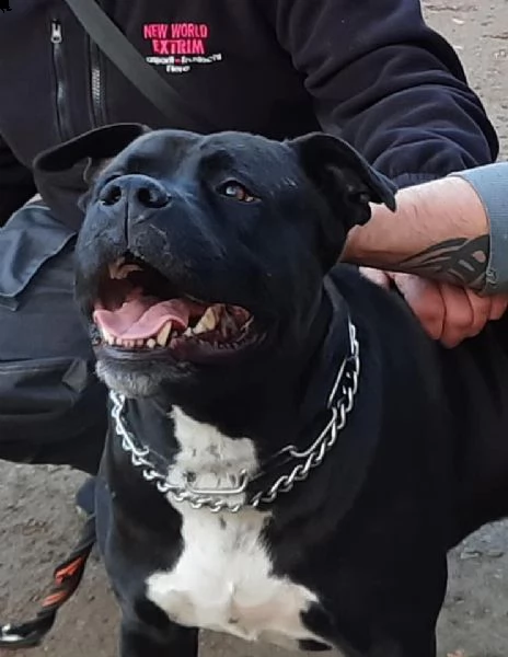 adozione del cuore! corso/pit bull maschio 5 anni king | Foto 0