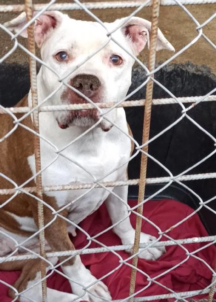 ADOZIONE DEL CUORE! Pit Bull femmina Siria, 10 anni. | Foto 1