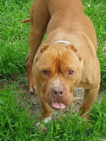 Pit Bull maschio 6 anni Aldo in ADOZIONE! | Foto 1