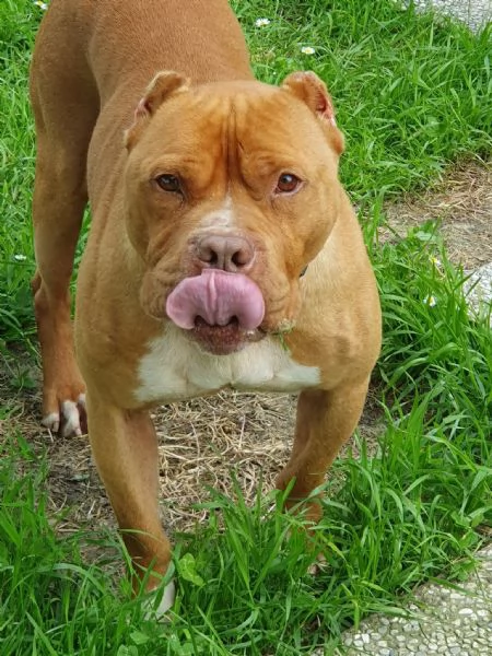 Pit Bull maschio 6 anni Aldo in ADOZIONE!