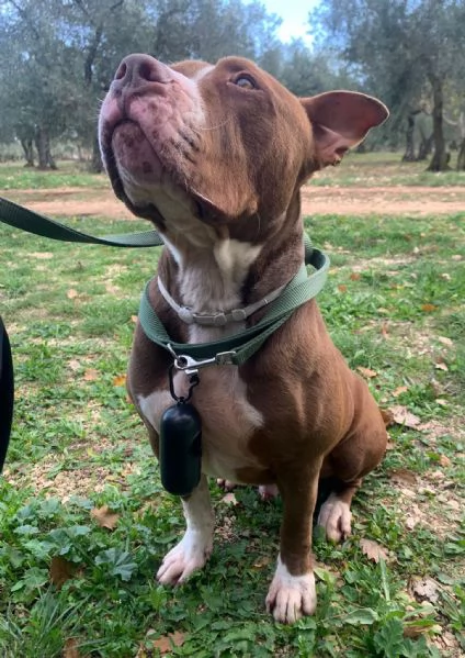 Pit Bull maschio 3 anni Paco in ADOZIONE! | Foto 1