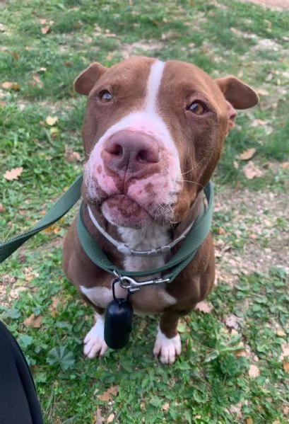 Pit Bull maschio 3 anni Paco in ADOZIONE!