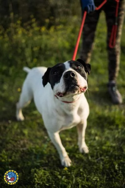 ADOZIONE DEL CUORE! Pit Bull femmina 6 anni Brigitta.