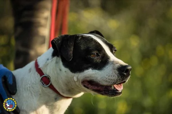 ADOZIONE DEL CUORE! Pit Bull femmina 6 anni Brigitta. | Foto 1