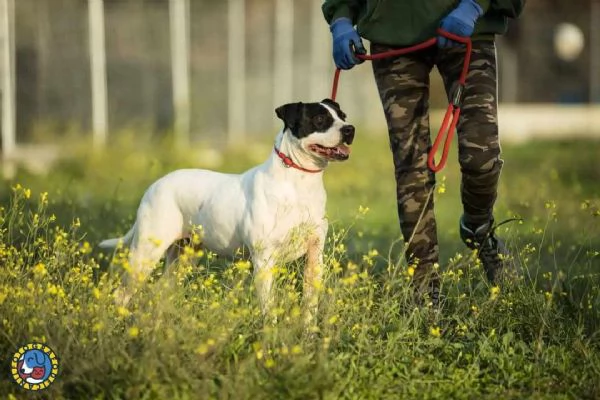 ADOZIONE DEL CUORE! Pit Bull femmina 6 anni Brigitta. | Foto 0