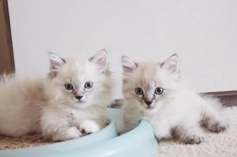 gattini adorabile munchkin