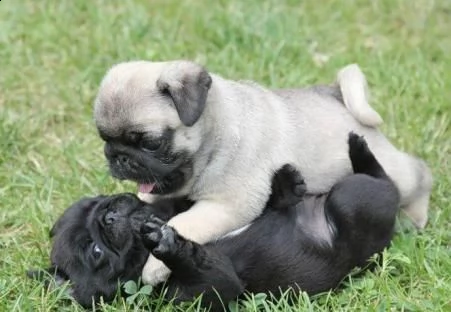 due simpatici cuccioli di carlino