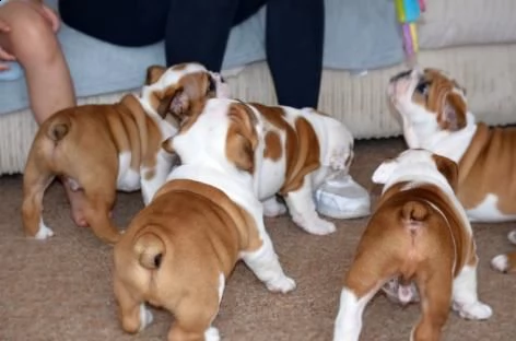 cucciolata bulldog inglese maschi femmin