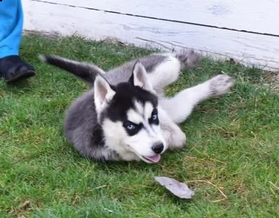 splendida cucciolata di siberian husky