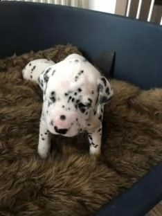 cuccioli dalmata con pedigree
