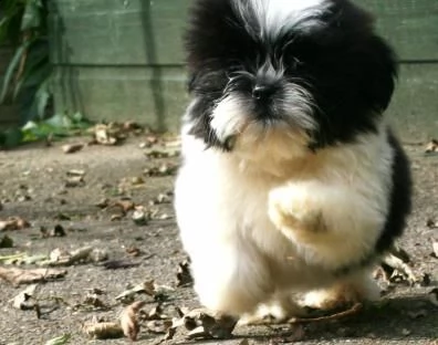 adorabili cuccioli shih tzu 
