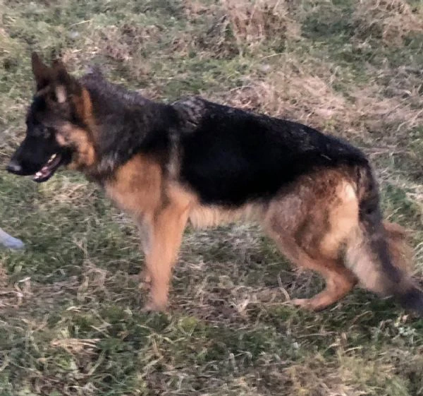 Bellissima Femmina di 15 mesi di pastore tedesco  | Foto 2