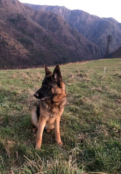 Bellissima Femmina di 15 mesi di pastore tedesco  | Foto 1