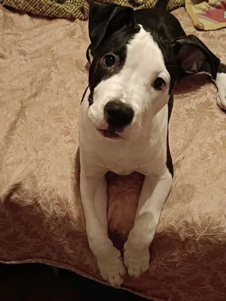 Amstaff cucciolo regalo 