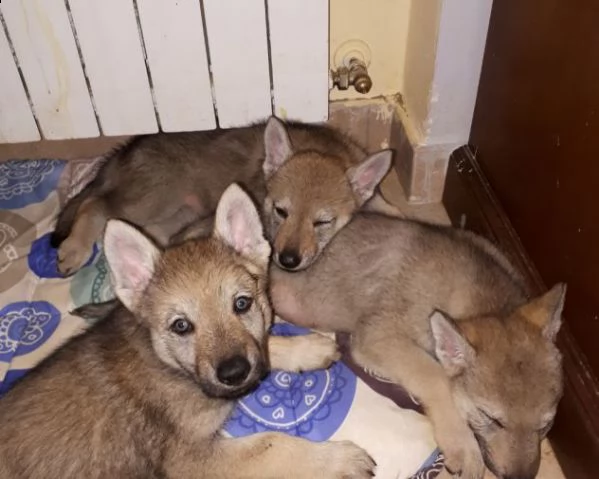 cuccioli cane lupo cecoslovacco con pedigree