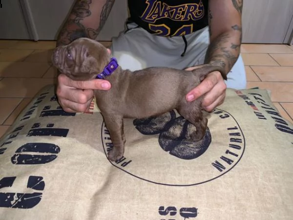 splendidi cuccioli di pitbull