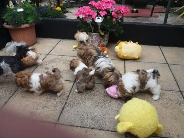 cucciolo di shih tzu  maschio e femmina
