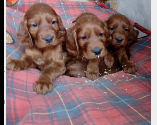 stupendi cuccioli di setter irlandese